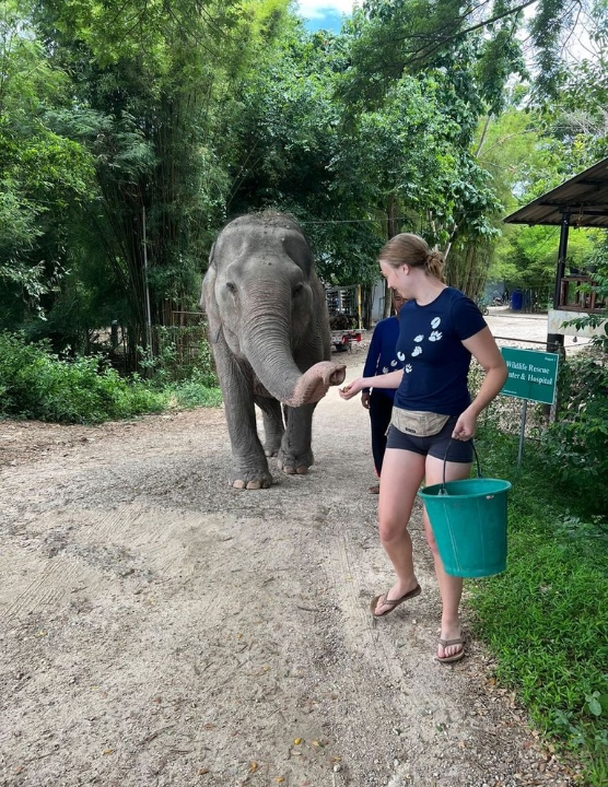 Volunteer work in thailand with elephants